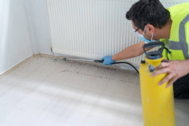 Best Wasp Removal Services  in Raymondville, TX